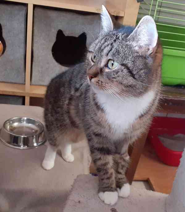 Mourovaná, krásně veliká 2roční Micinka ocení domov  - foto 2