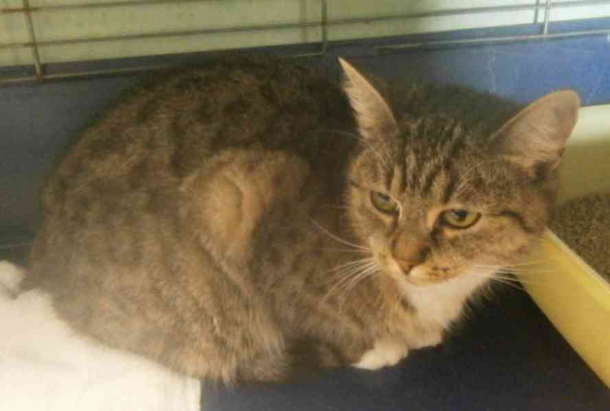 Mourovaná, krásně veliká 2roční Micinka ocení domov  - foto 5