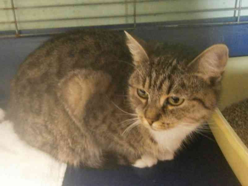 Mourovaná, krásně veliká 2roční Micinka ocení domov  - foto 8