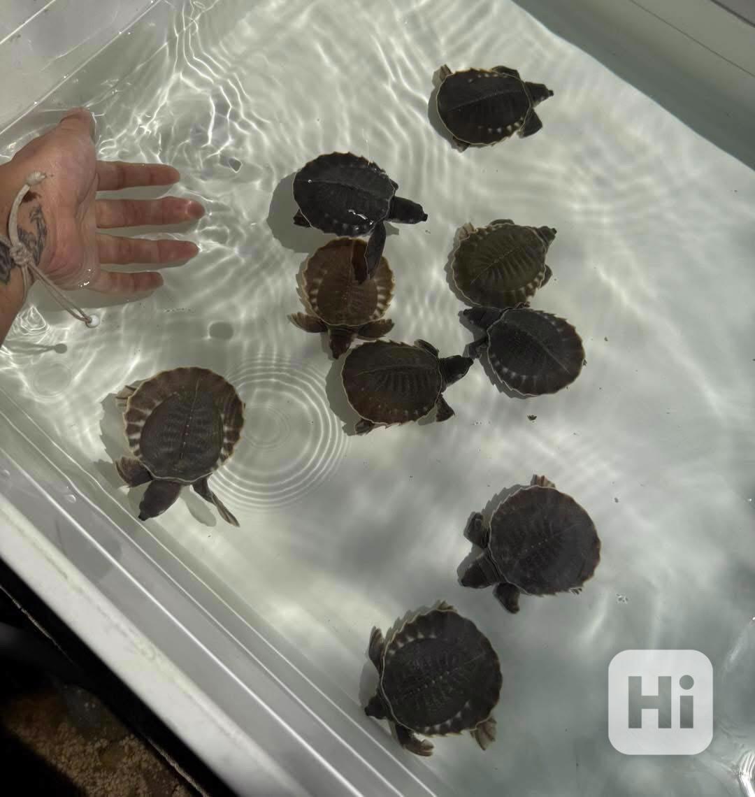 Karetka novoguinejská (Carettochelys insculpta)  - foto 1