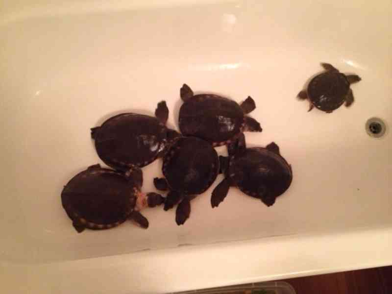 Karetka novoguinejská (Carettochelys insculpta)  - foto 2