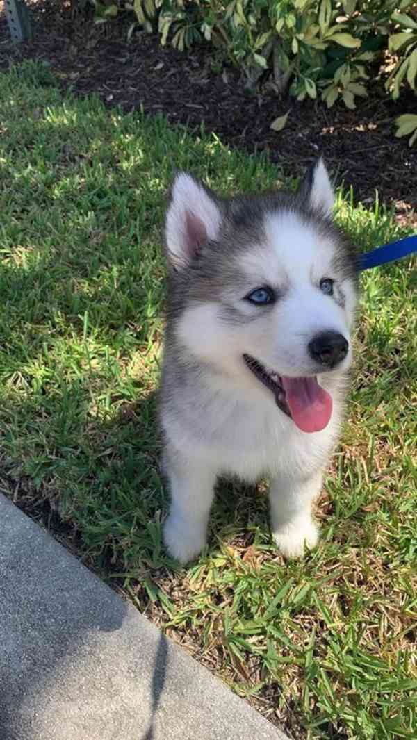 Zdarma dárek štěňata sibiřského huskyho k adopci   - foto 1