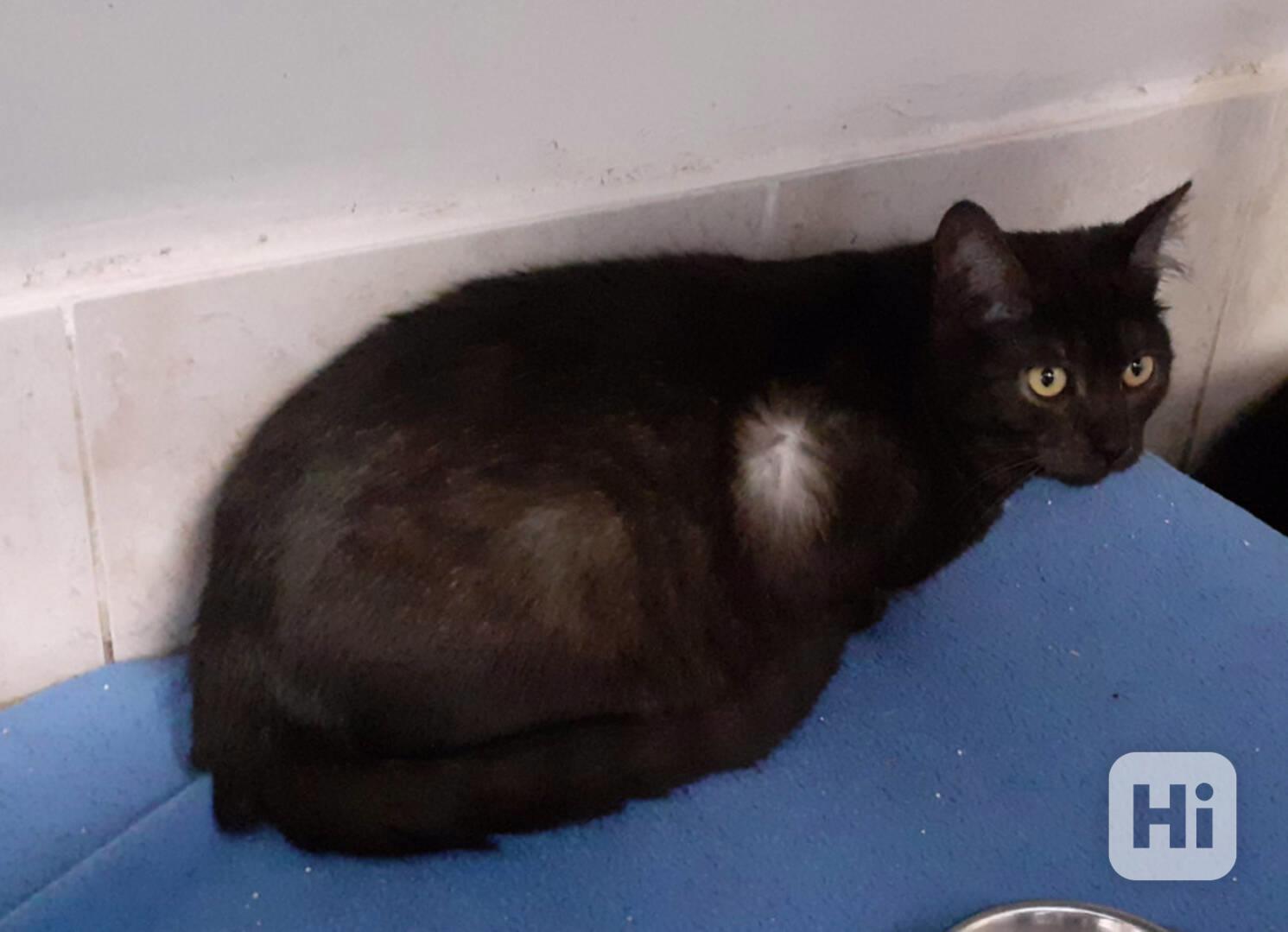 Černý až kouřový, 1roční Sam hledá domov.  - foto 1