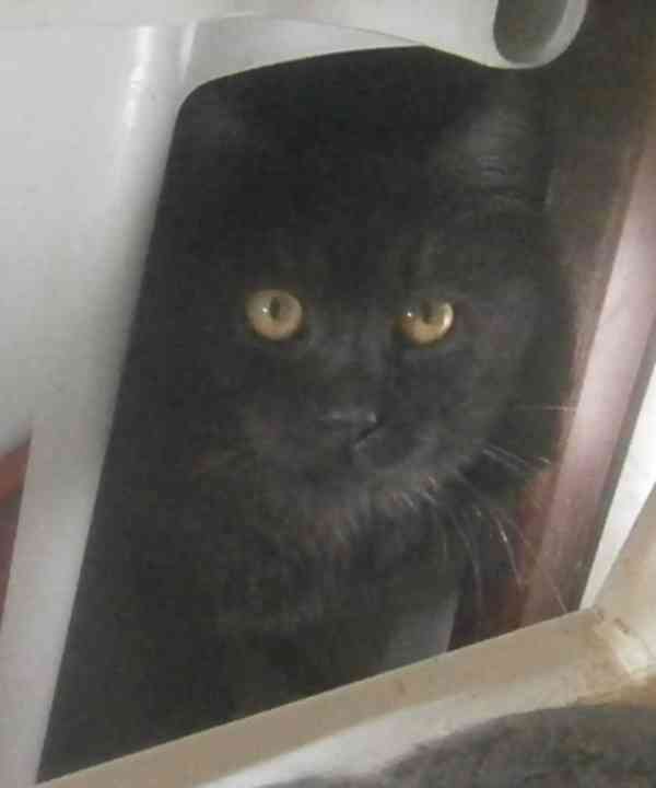 Černý až kouřový, 1roční Sam hledá domov.  - foto 5