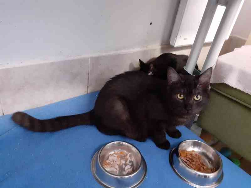 Černý až kouřový, 1roční Sam hledá domov.  - foto 2