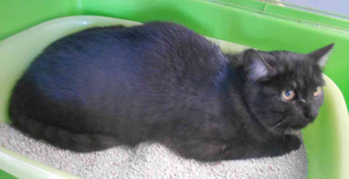 Černý až kouřový, 1roční Sam hledá domov.  - foto 7