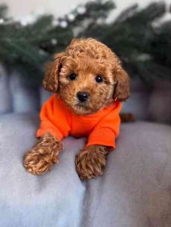 K dispozici štěňata samci a samice - foto 1