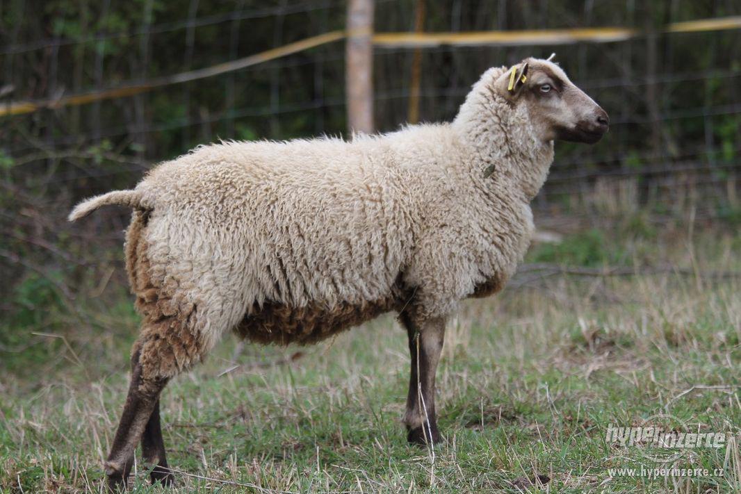 Shetlandská ovce jehničky - foto 1