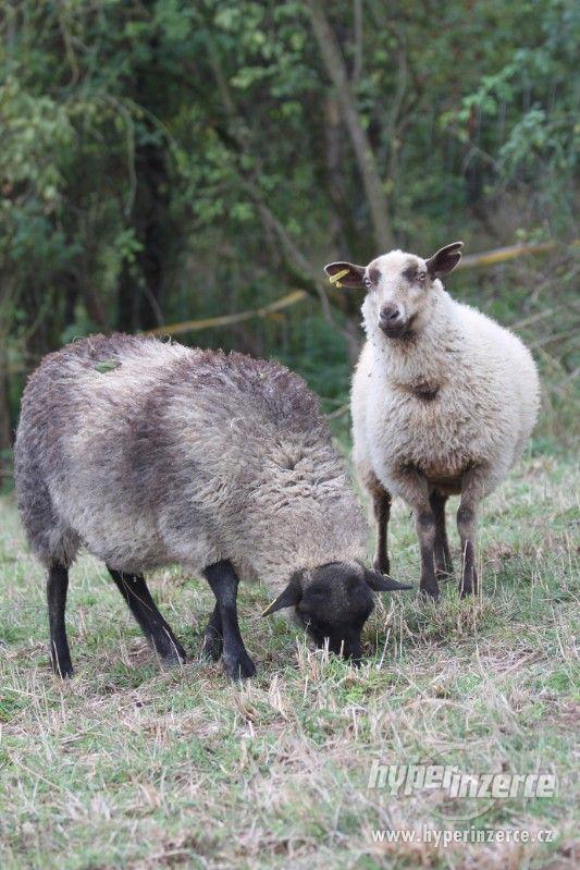 Shetlandská ovce jehničky - foto 2