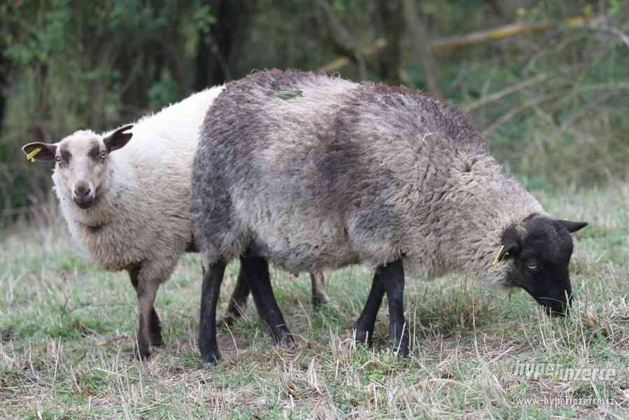 Shetlandská ovce jehničky - foto 3