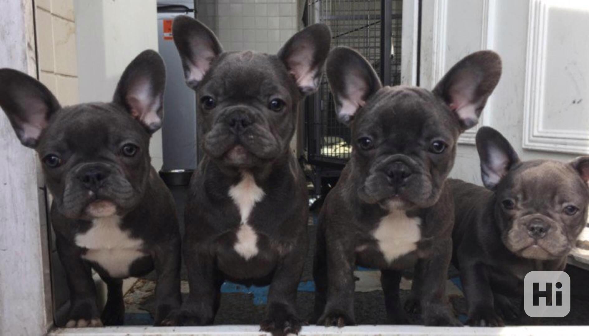 Mini francouzský buldok - foto 1