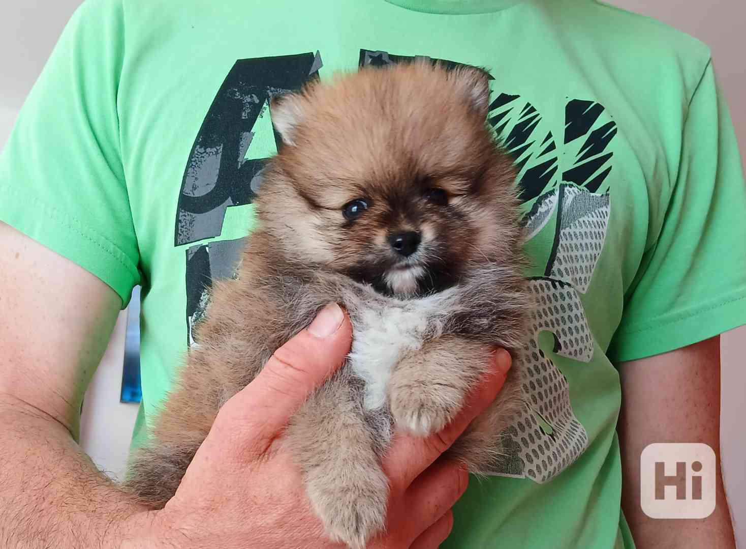 Pomeranian klouček - foto 1
