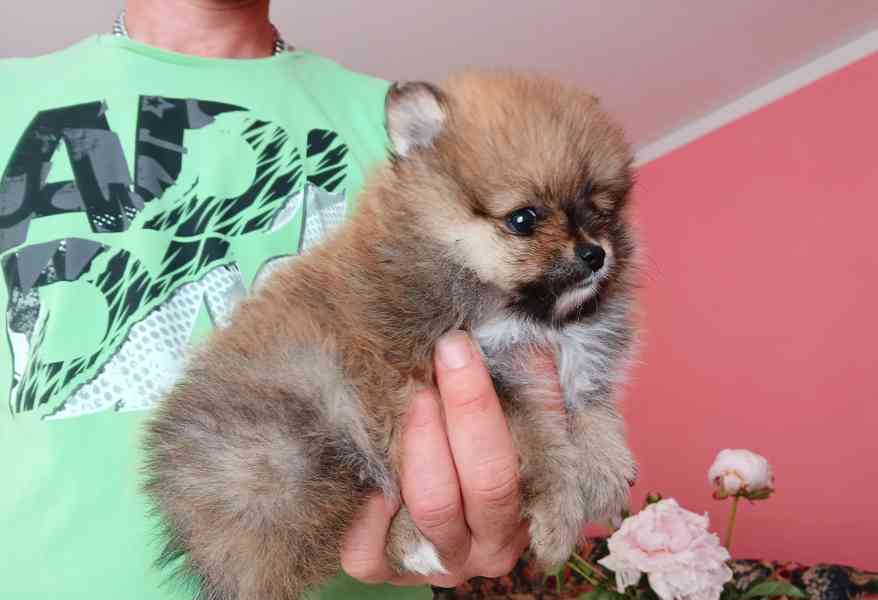 Pomeranian klouček - foto 2