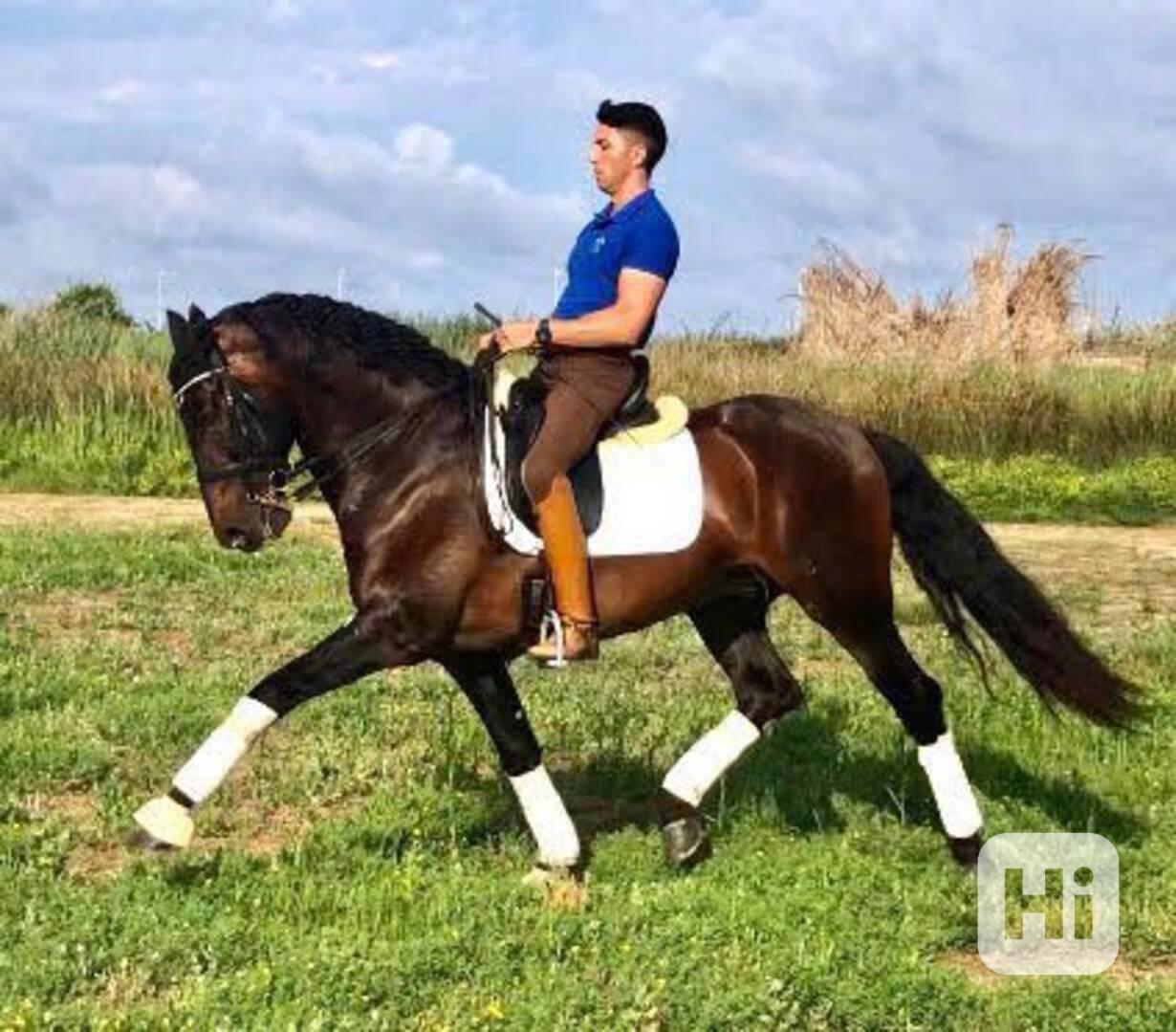 Andaluský kůň - foto 1