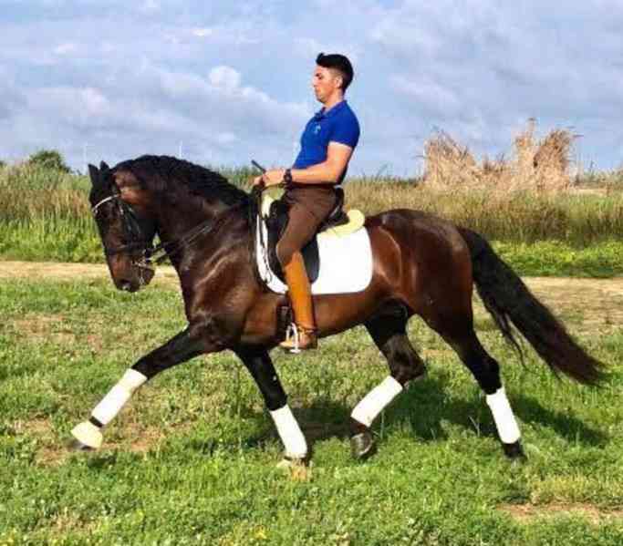 Andaluský kůň - foto 1