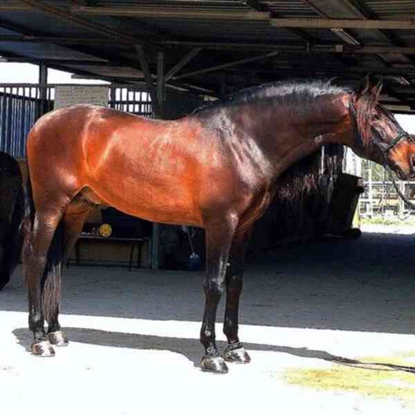 Andaluský kůň - foto 3