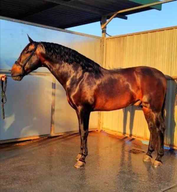 Andaluský kůň - foto 2