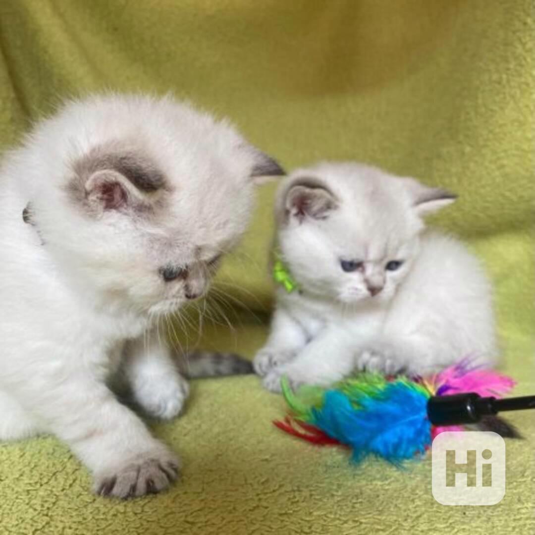  Roztomilá a okouzlující koťátka plemene Ragdoll - foto 1