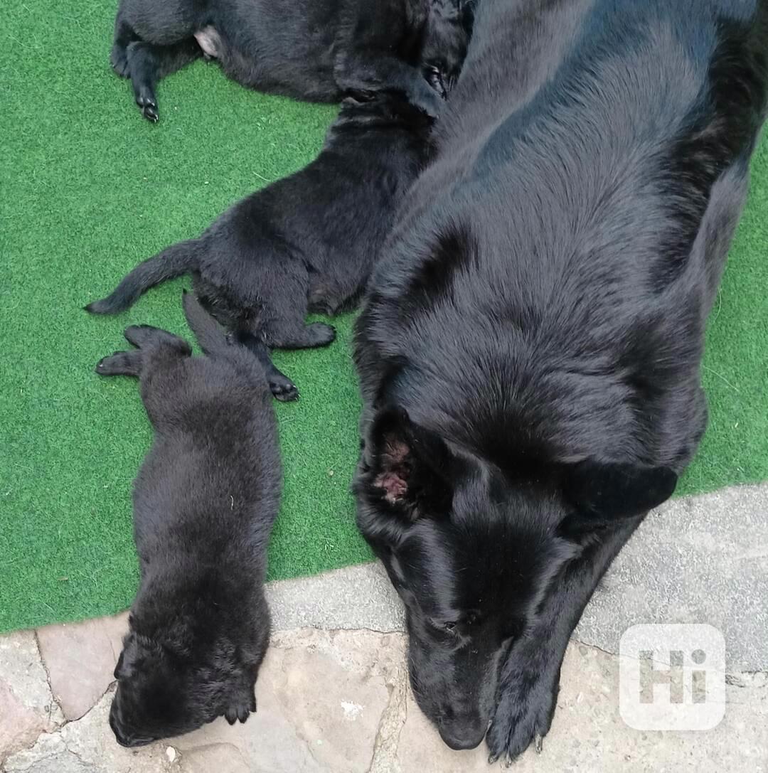 Německý ovčák s PP,štěně - foto 1