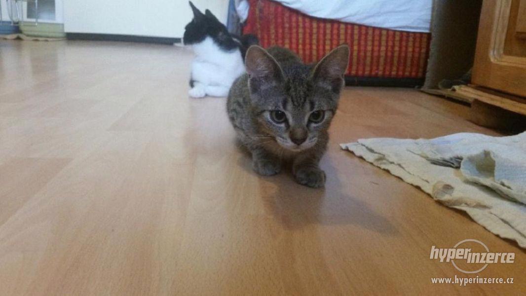 KÁŤA a ŠKUBÁNEK - kotě kočka a kocour - foto 2