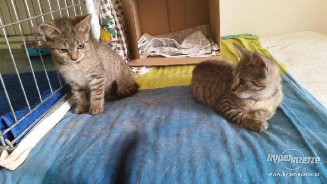 KÁŤA a ŠKUBÁNEK - kotě kočka a kocour - foto 3