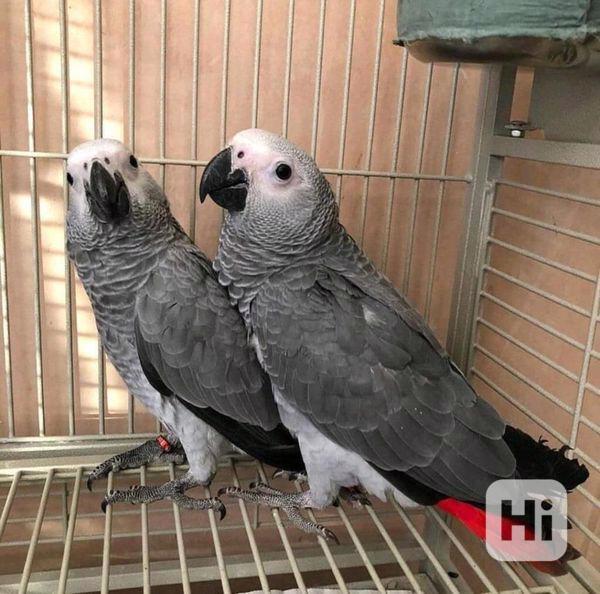 Papoušek šedý k dispozici - foto 1