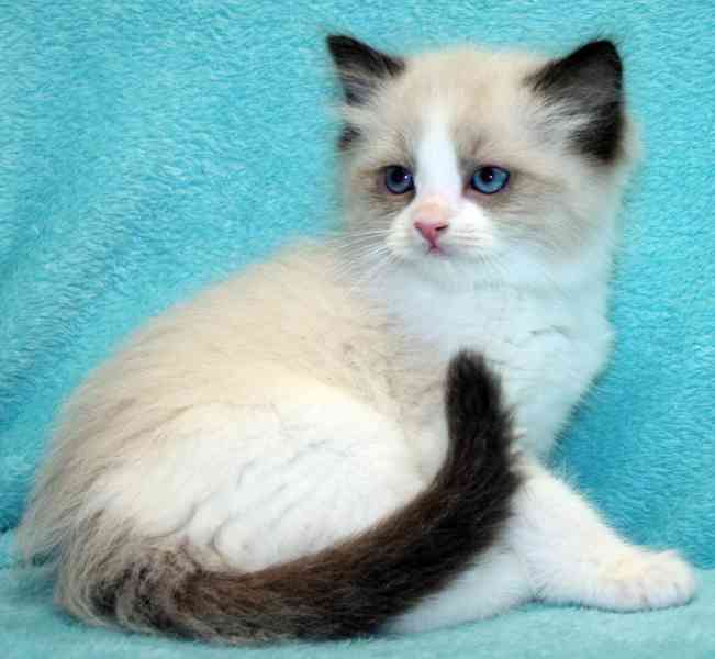 RAGDOLL koťátka : - foto 4