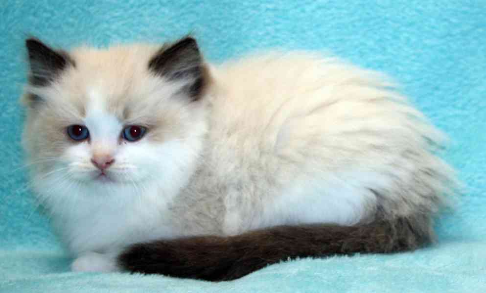 RAGDOLL koťátka : - foto 2