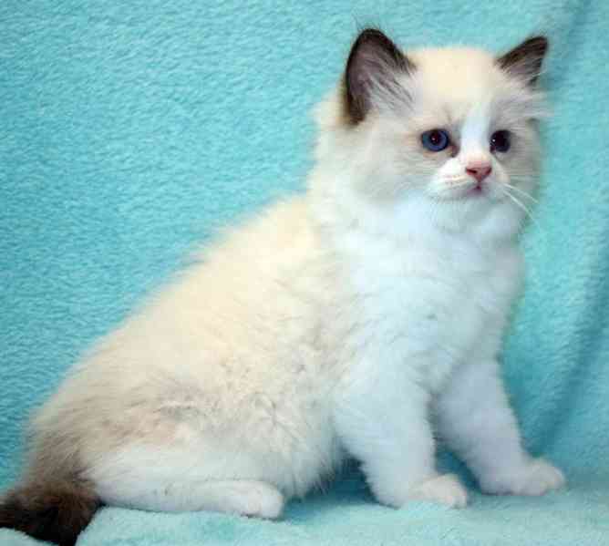 RAGDOLL koťátka : - foto 3