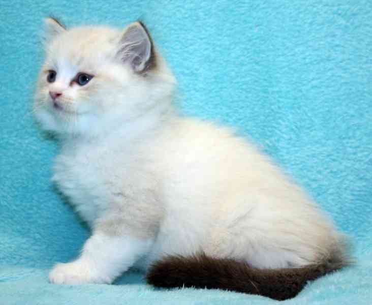 RAGDOLL koťátka : - foto 6