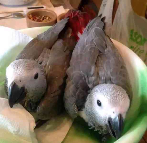 afrického Žako - foto 2