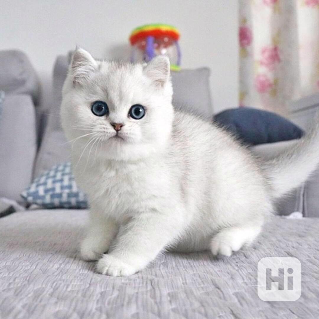 Úžasná Britská krátkosrstá koťátka k adopci zdarma   - foto 1