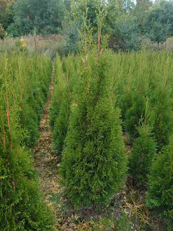 Thuje Smaragd na živý plot - foto 3