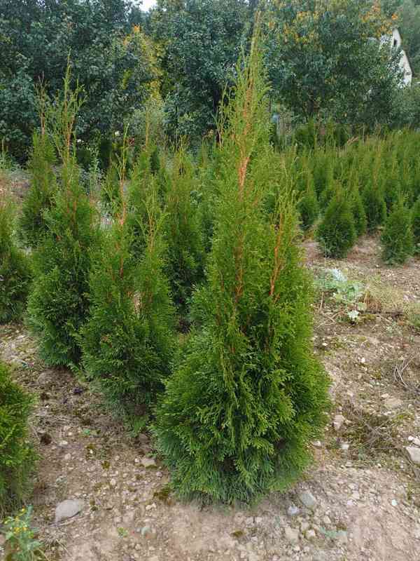 Thuje Smaragd na živý plot - foto 4