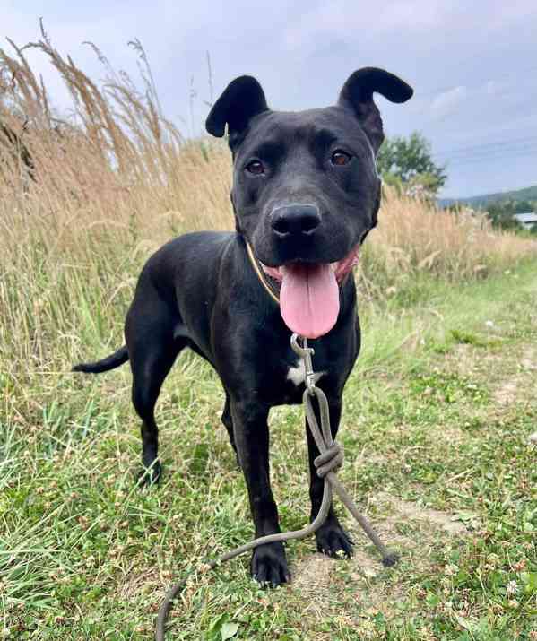 MUFFY - kastrovaná fenečka 3 roky  - foto 4