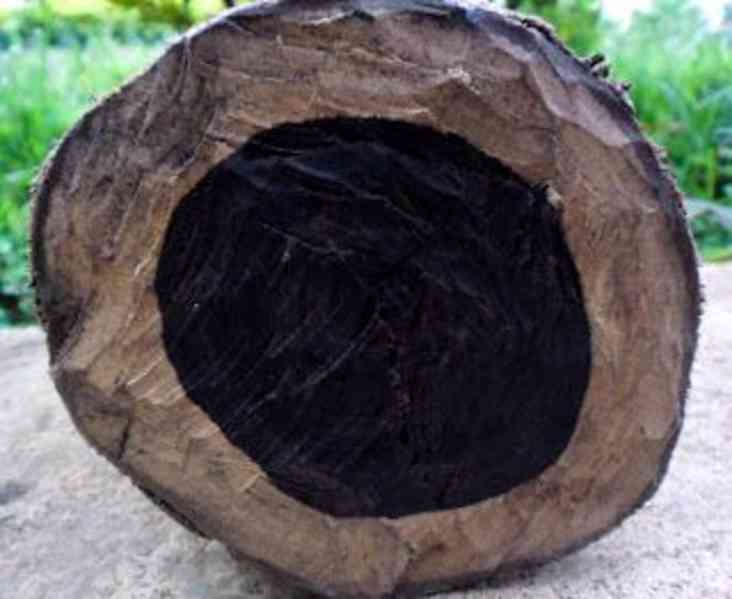 Timbars  in Africa uganda  - foto 4