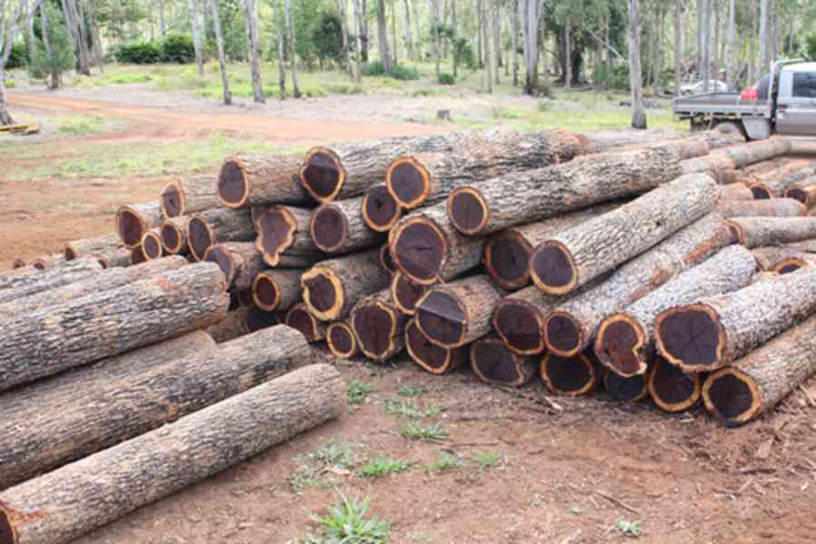 Timbars  in Africa uganda  - foto 3