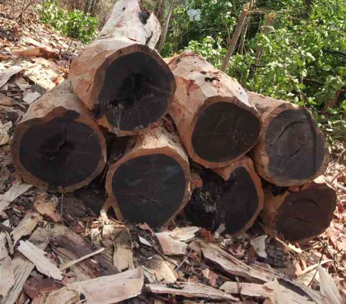 Timbars  in Africa uganda  - foto 12