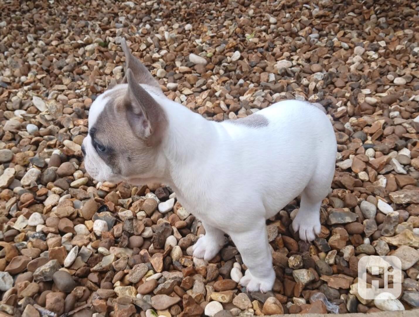 Gorgeous French Bulldog - foto 1