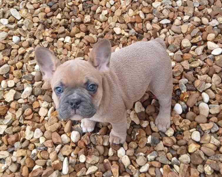 Gorgeous French Bulldog - foto 2