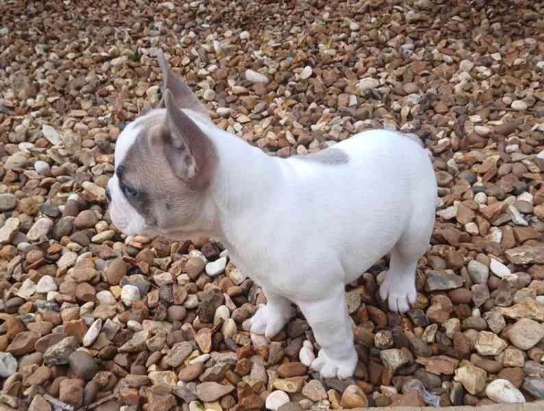 Gorgeous French Bulldog