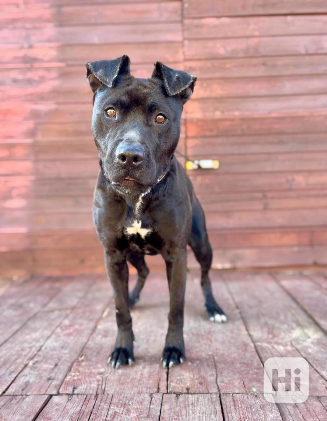 MUFFY - 24 kg, kastrovaná fenečka 3 roky - foto 1