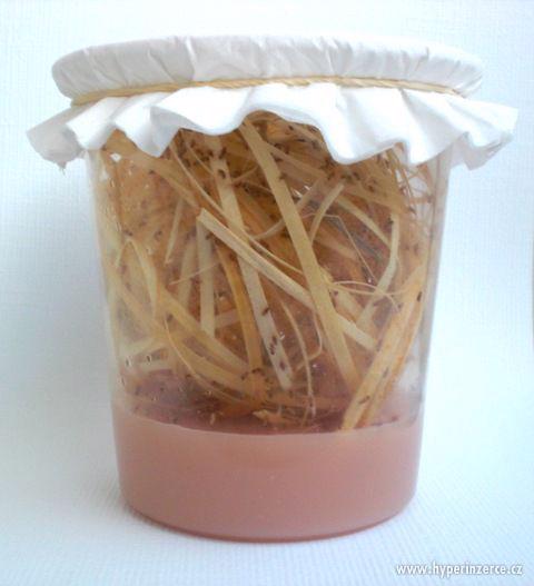 Octomilky (Drosophila melanogaster, hydei ), Zrnokaz - foto 1