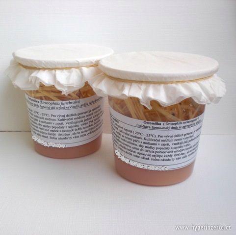 Octomilky (Drosophila melanogaster, hydei ), Zrnokaz - foto 3
