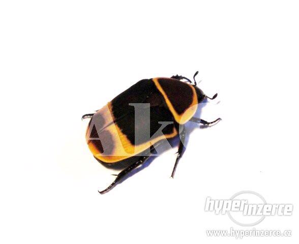 Octomilky (Drosophila melanogaster, hydei ), Zrnokaz - foto 7