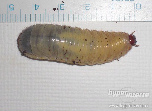 Octomilky (Drosophila melanogaster, hydei ), Zrnokaz - foto 10
