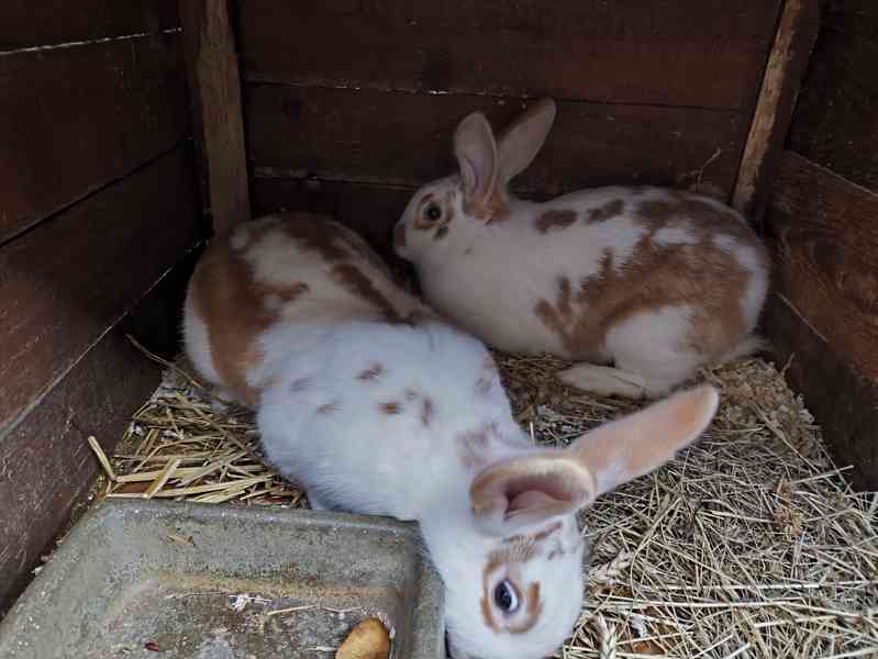 Králíci - foto 2