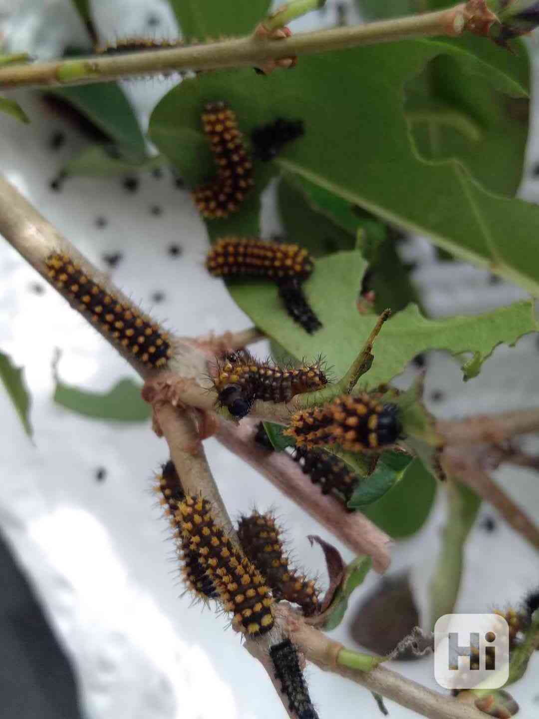 Antherina suraka Madagascar  - foto 1