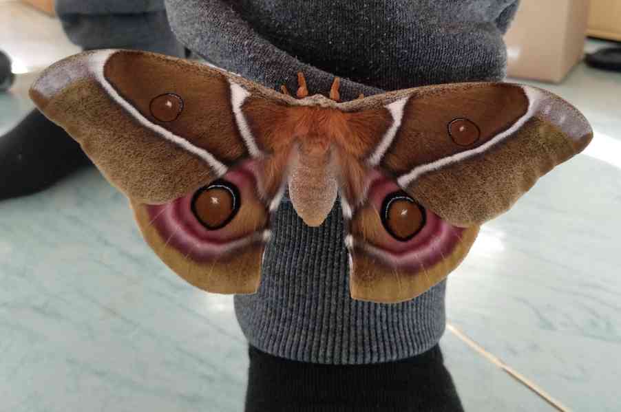 Antherina suraka Madagascar  - foto 3