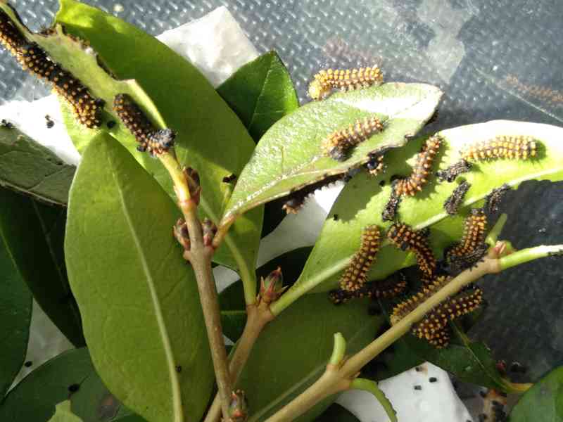 Antherina suraka Madagascar  - foto 2